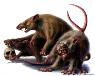 Люди несколько тысячелетий жили вместе с гигантскими пятикилограммовыми крысами