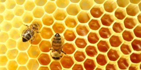 Люди разводили пчел уже 9 тысяч лет назад