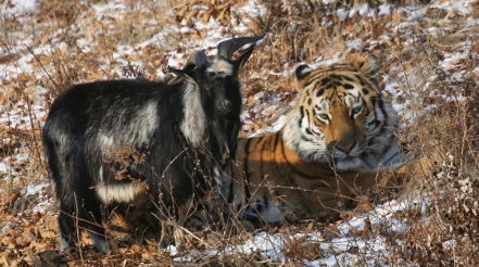 Специалист по кошкам рассказал о том, съест ли тигр козла в Новосибирском зоопарке